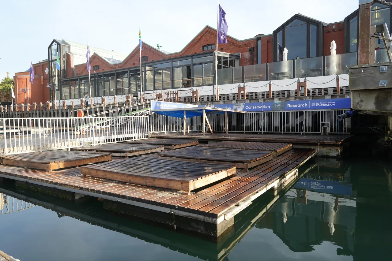 The seal platform at the Two Oceans Aquarium.