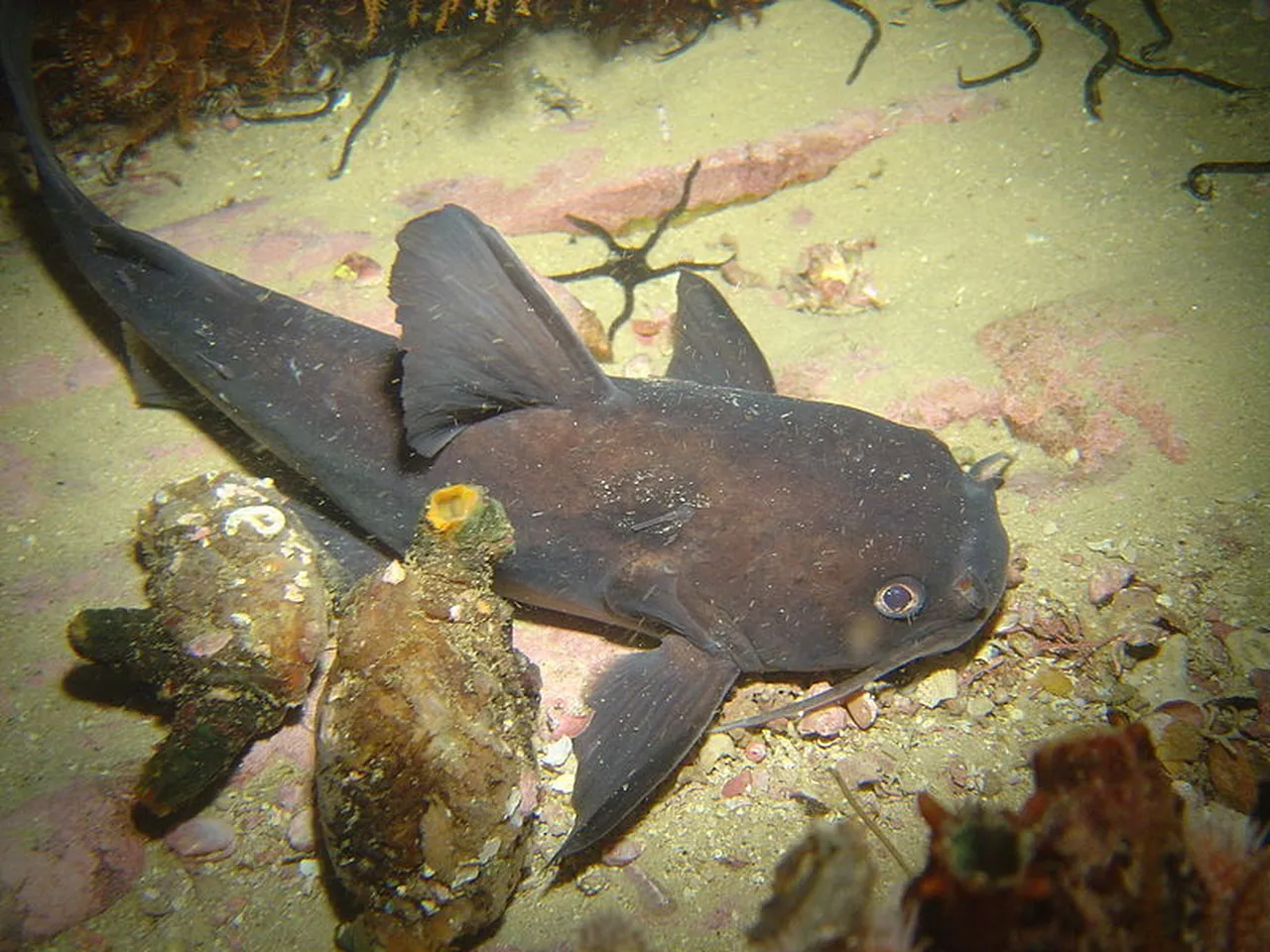 White sea catfish