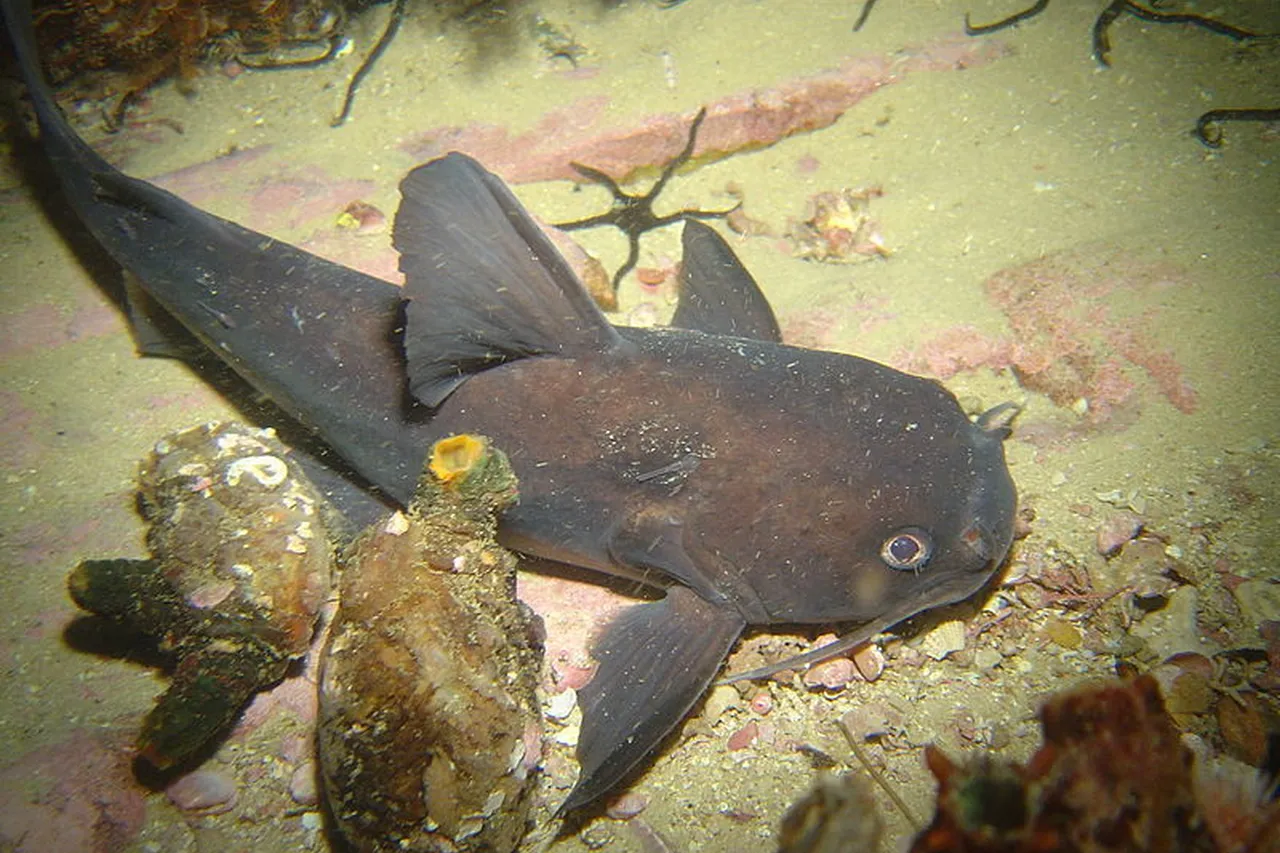 White sea catfish