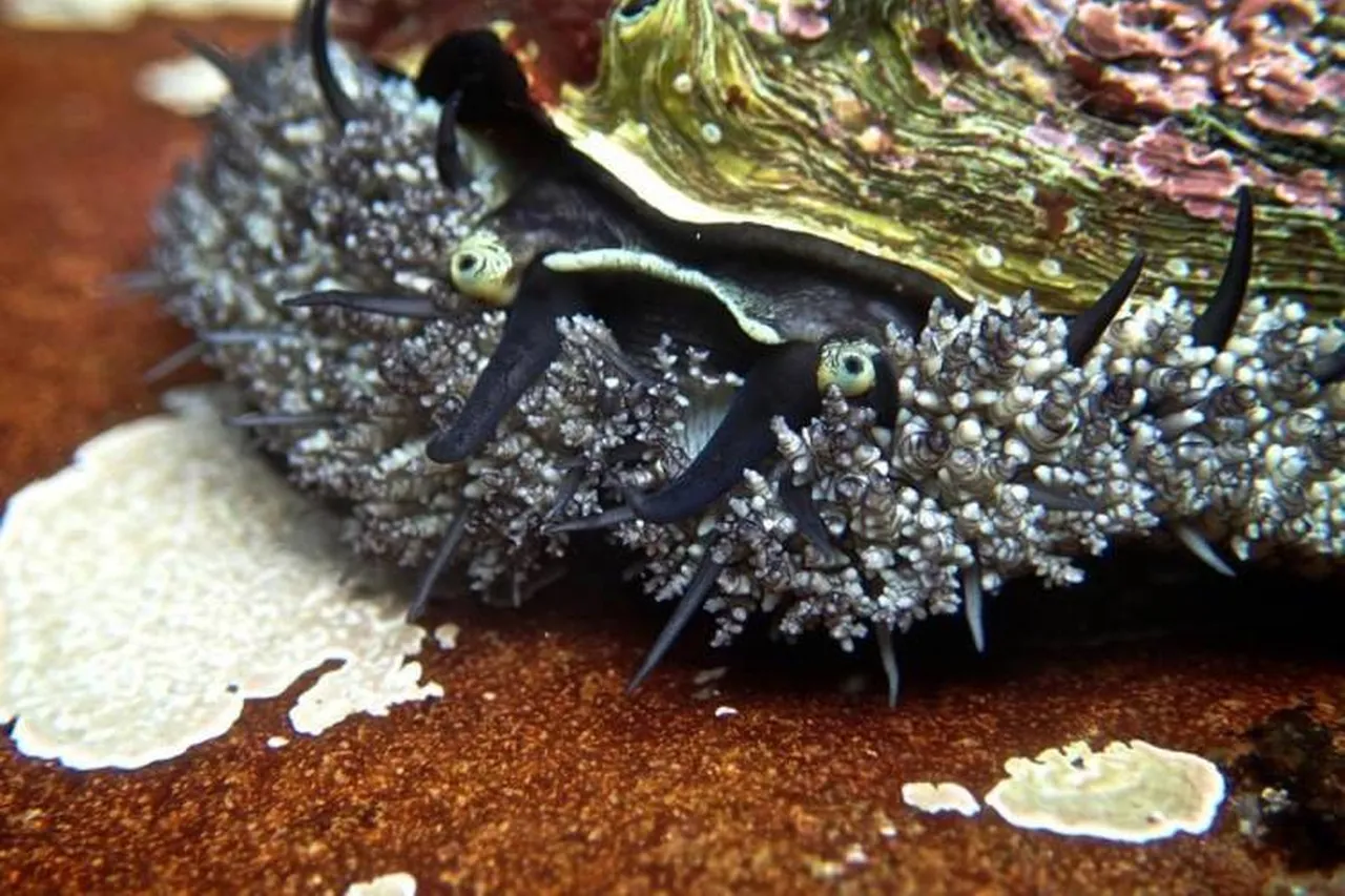 Nat G Eo Craig Foster 750 500 70