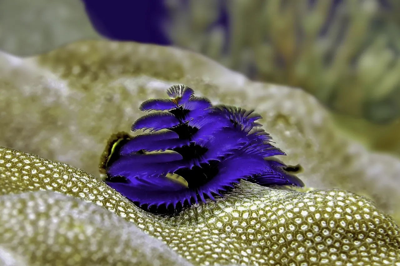 Blue Christmas Tree Worm