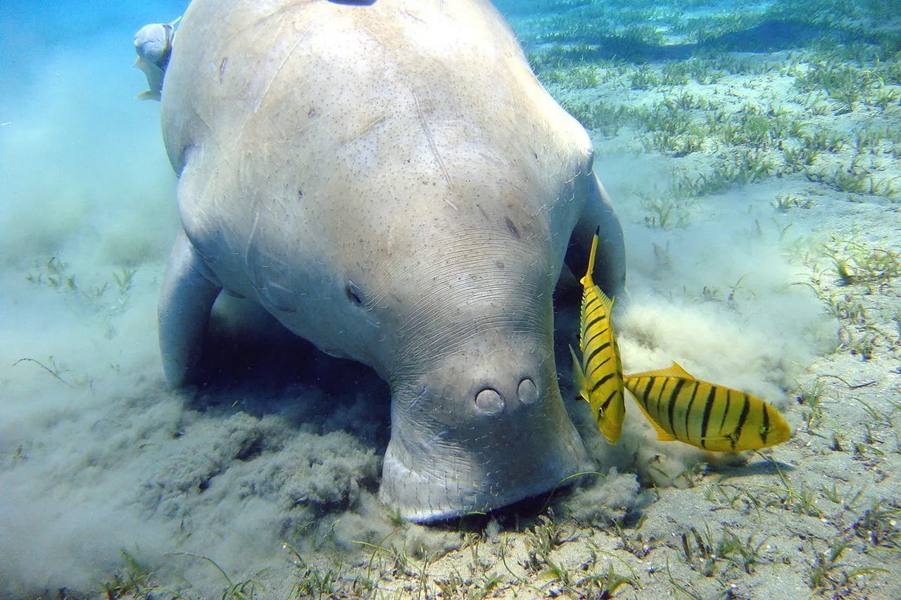 1200px Dugong Marsa Alam