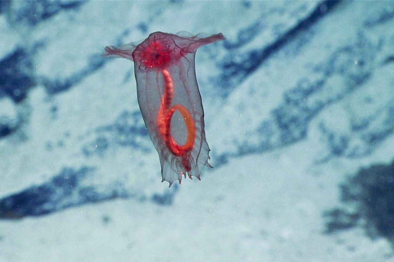 Enypniastes eximia Puerto Rico