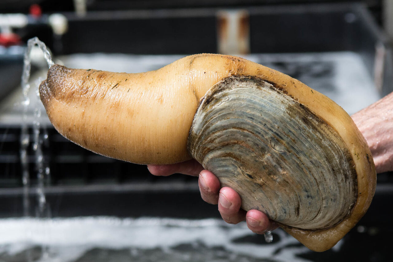 05062105 tomky geoduck adult