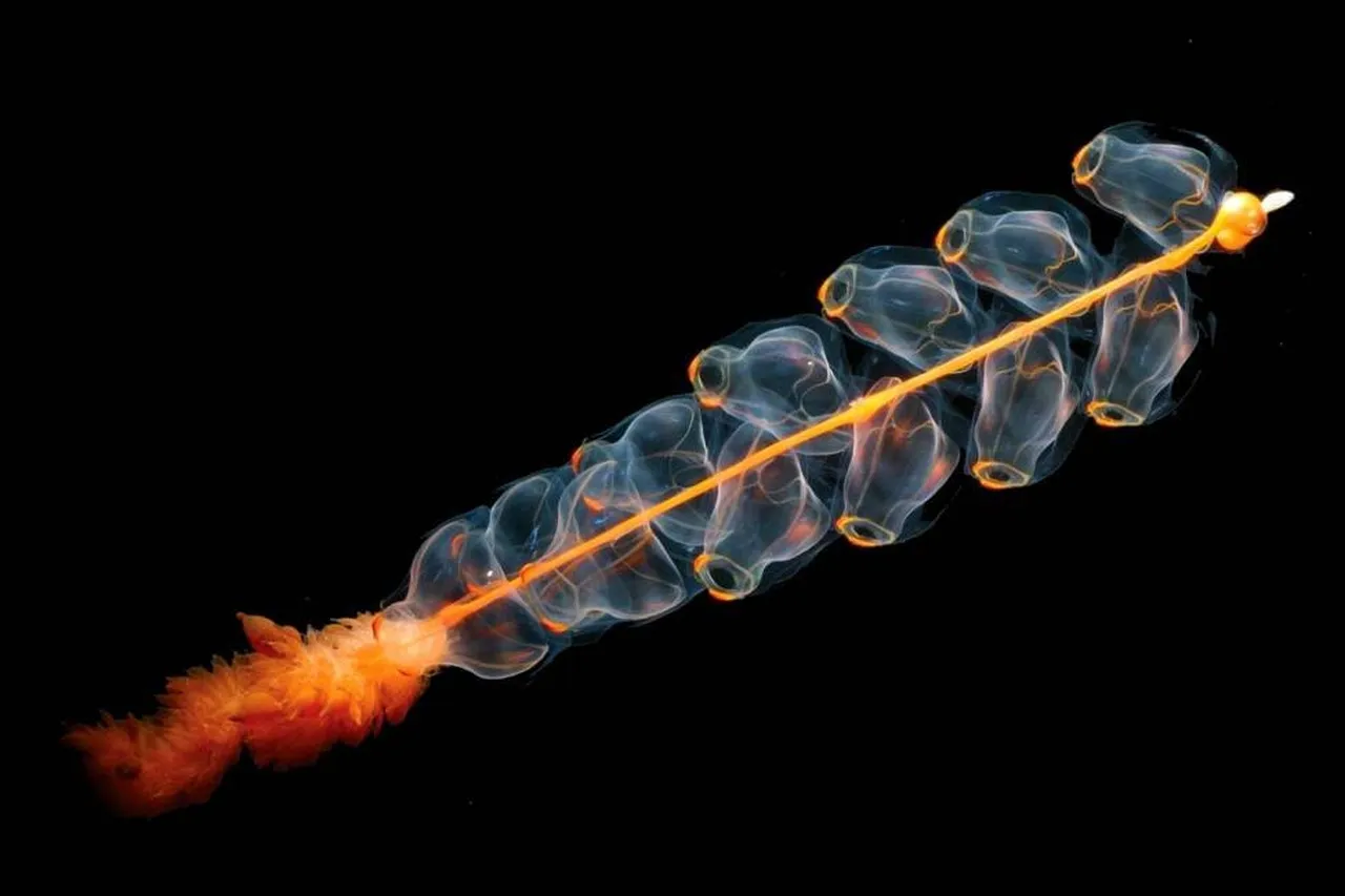 Siphonophore noaa