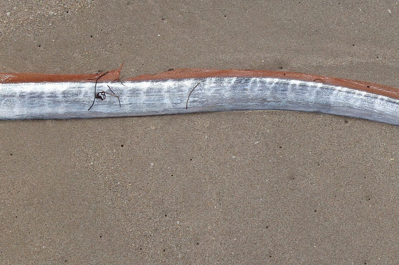 4015095069 a85c86e0f1 o