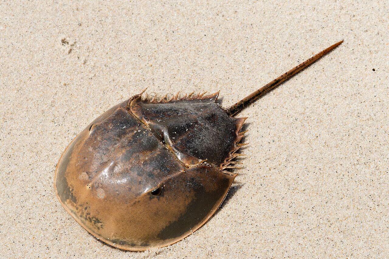 Limulus polyphemus Atlantic Horseshoe Crab adult underside 26923436154