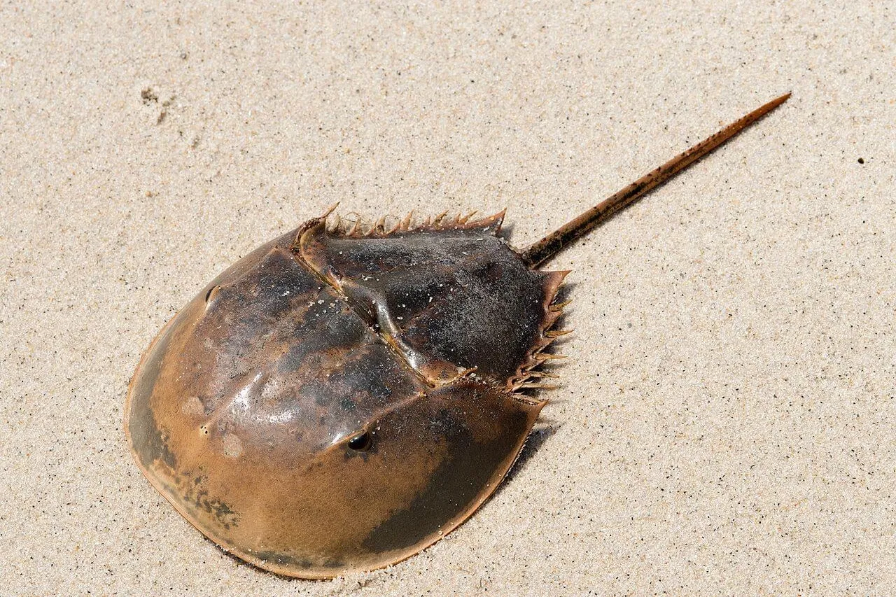 Limulus polyphemus Atlantic Horseshoe Crab adult underside 26923436154