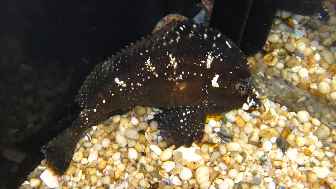 Smooth horsefish