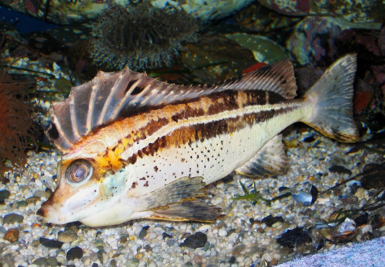 Spinynose horsefish