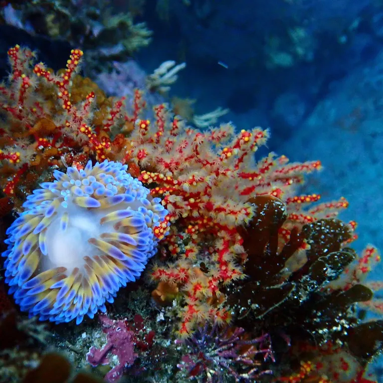 Marine Protected Areas Day