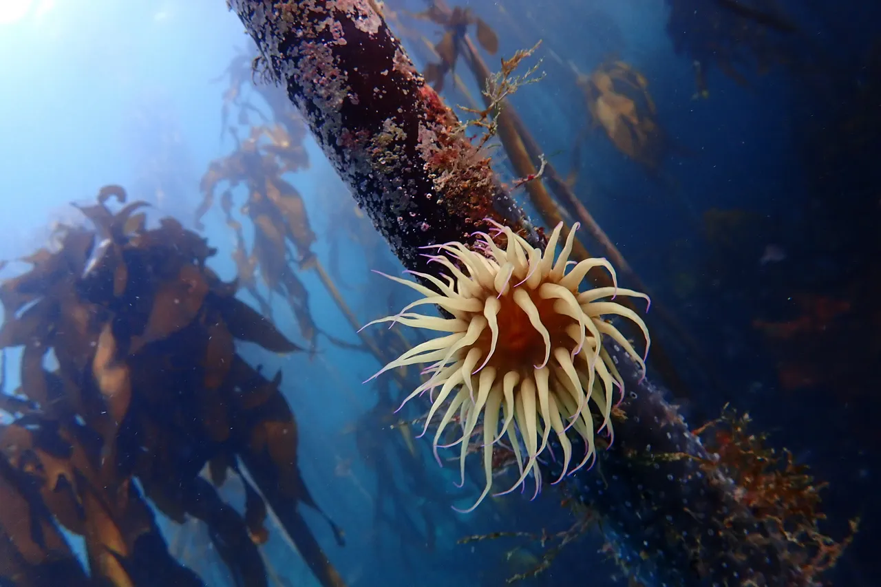 P6290068 MPA no take zone Castle or A Frame