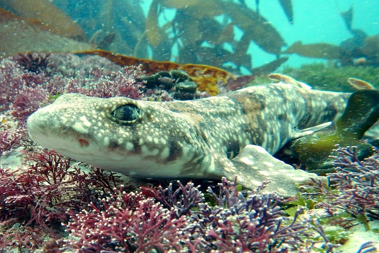 Puffadder shyshark 1