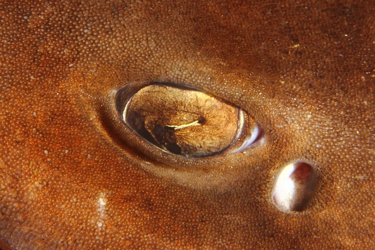 Puffadder shyshark nictating membrane