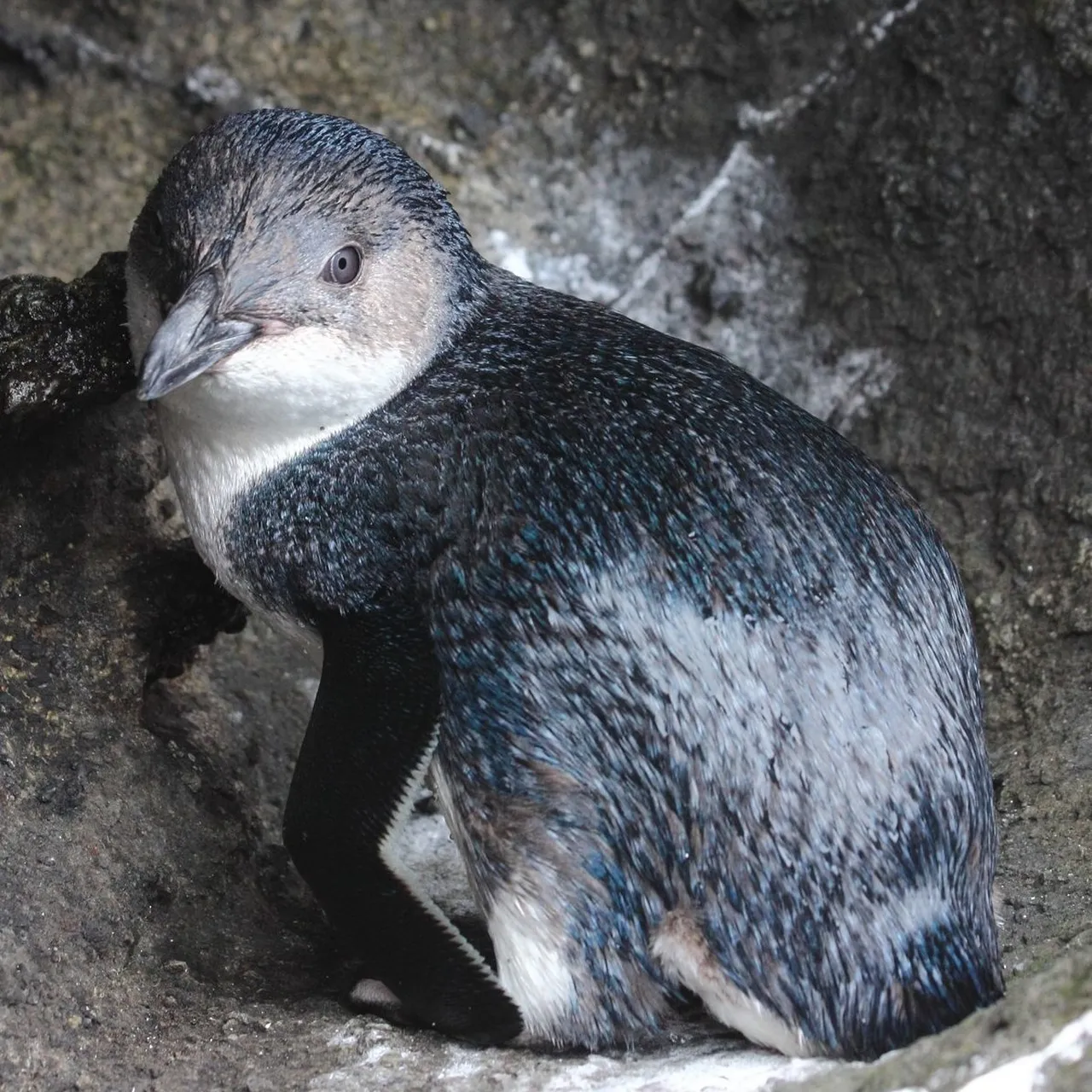 Chathamislandlittlepenguin