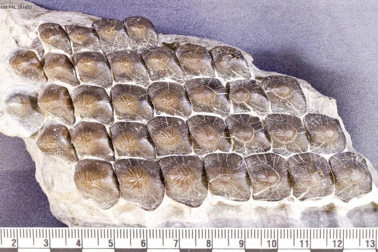 Ark 65665 m306139d57e2cd40c7a3532a2c04ac6e4e 1