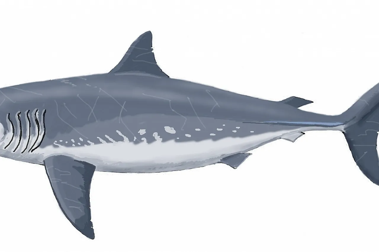 Cretoxyrhina mantelli 21 DB