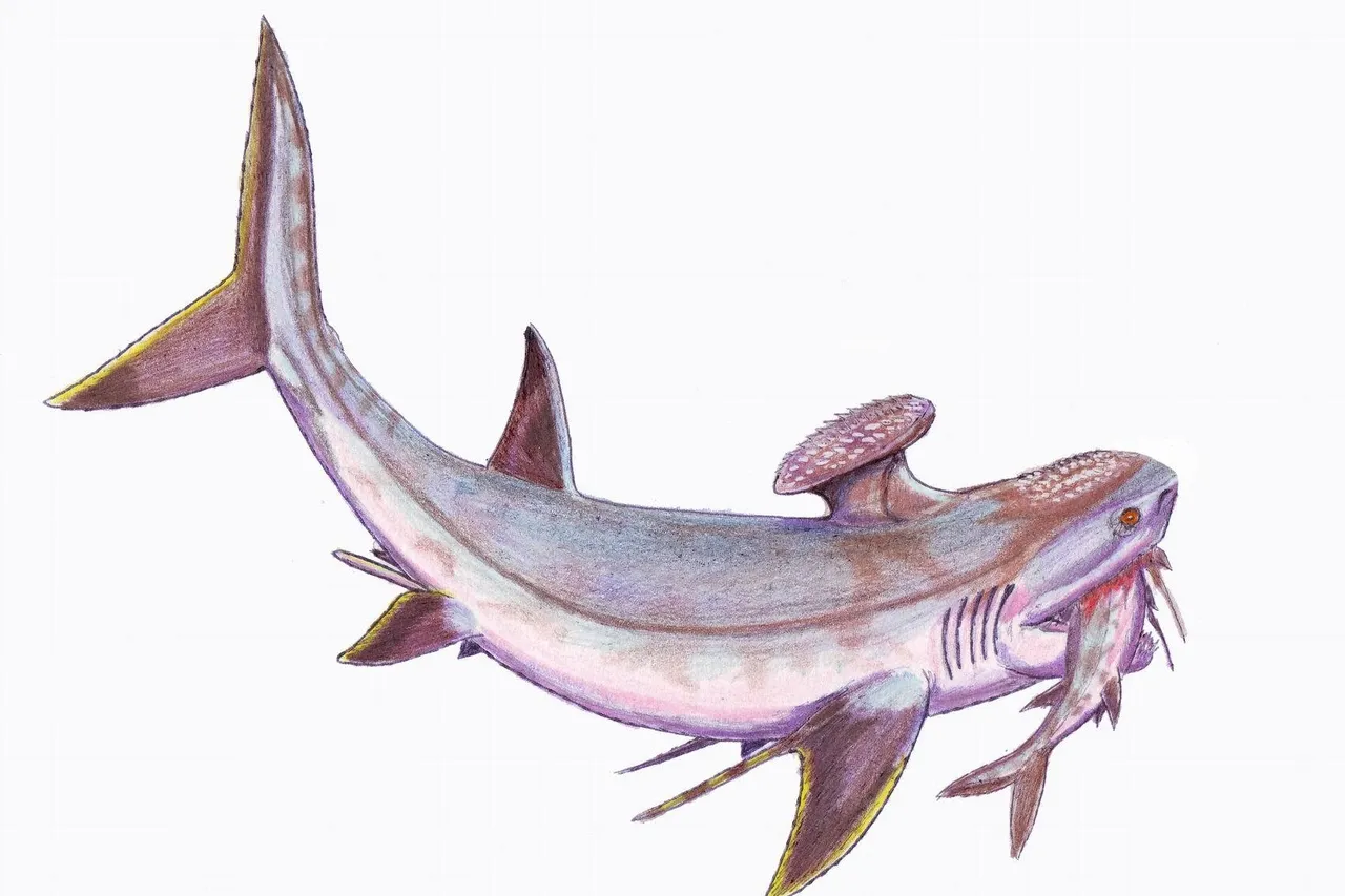 Stethacanthus1 DB