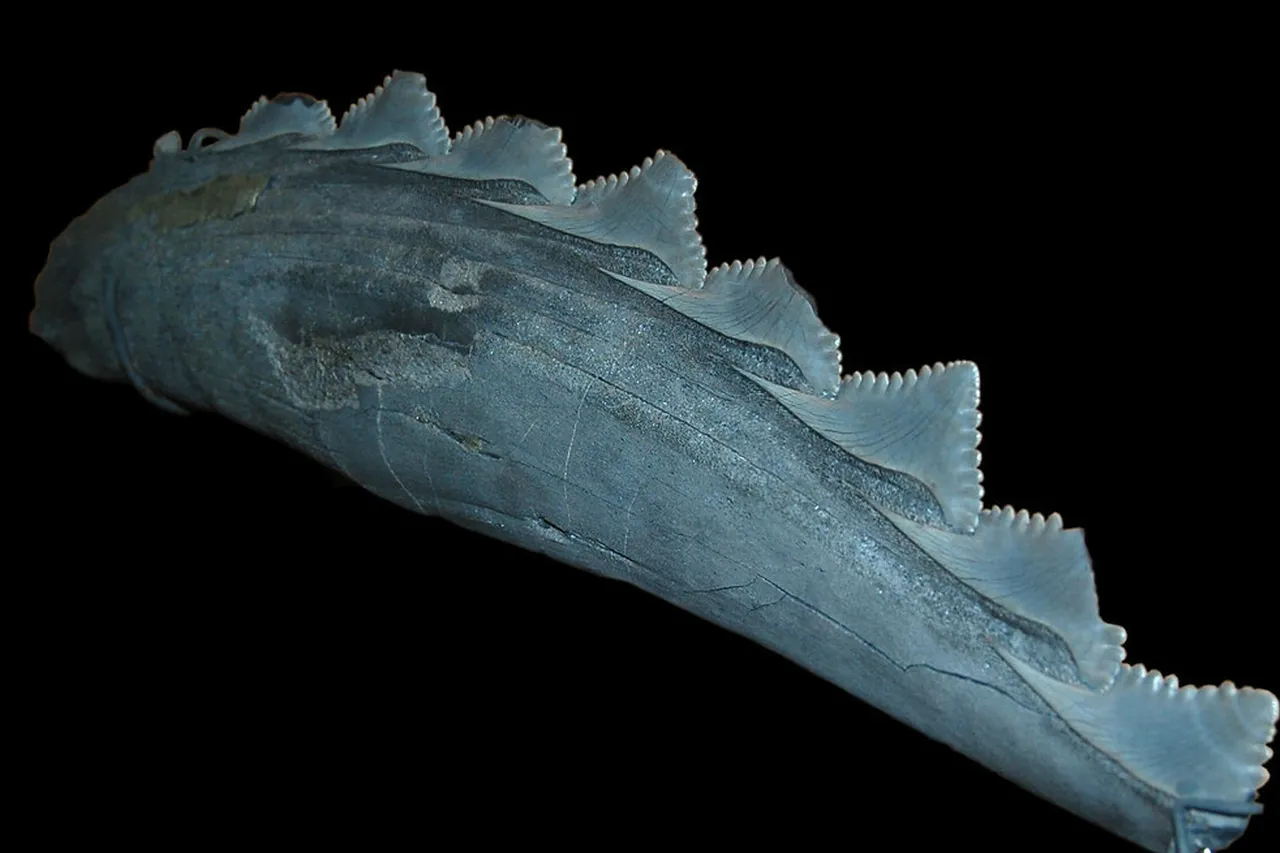 8074314212 b3a1b5d246 b