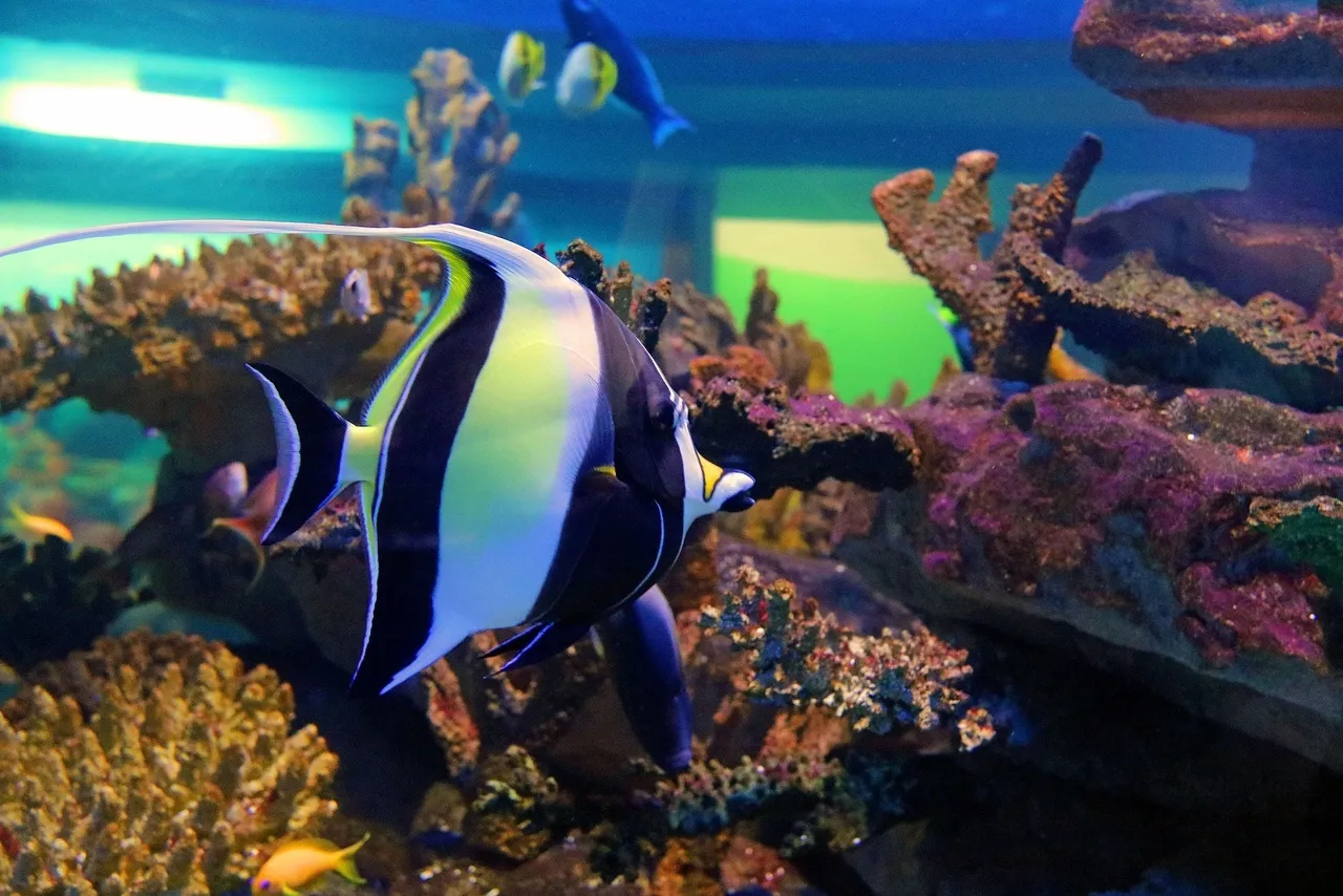 Moorish idol