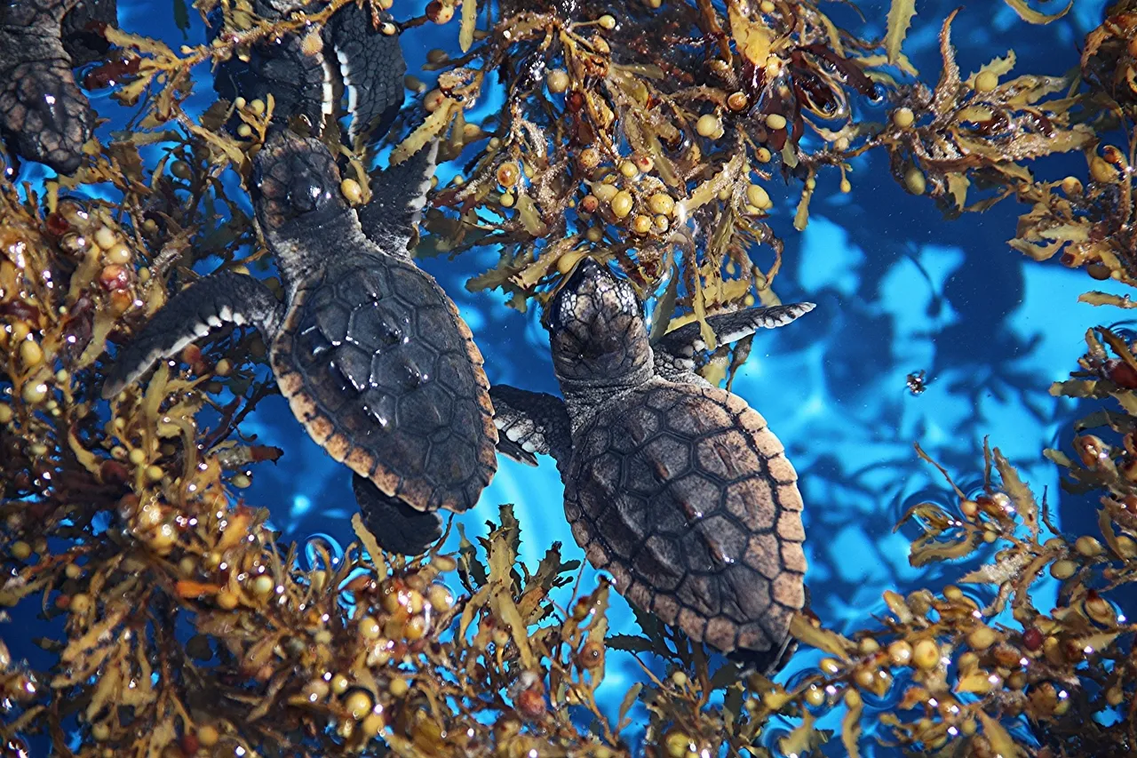 20475194903 9e506d3bda o