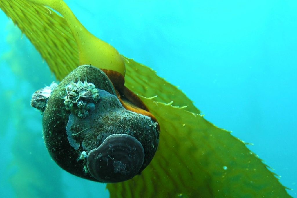 Two Oceans Aquarium | What is kelp? everything you need to know about…