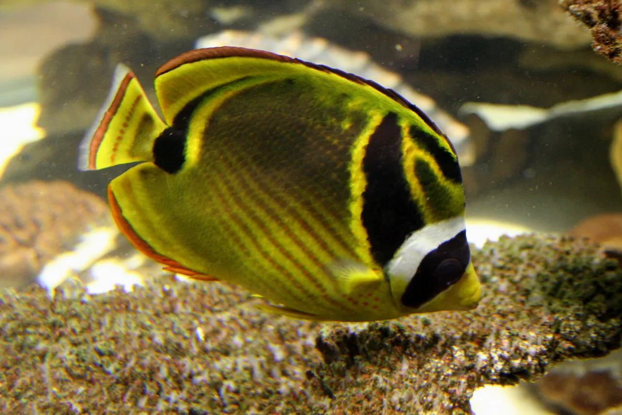 Raccoon butterflyfish