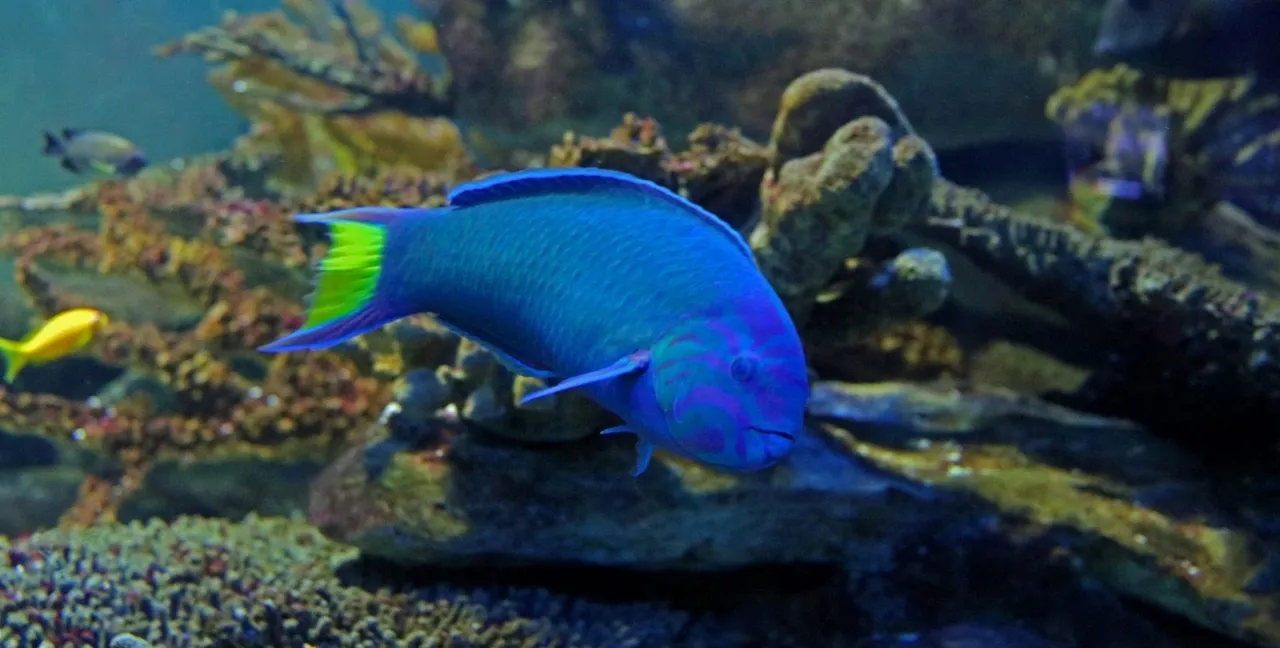 Crescent-tail wrasse