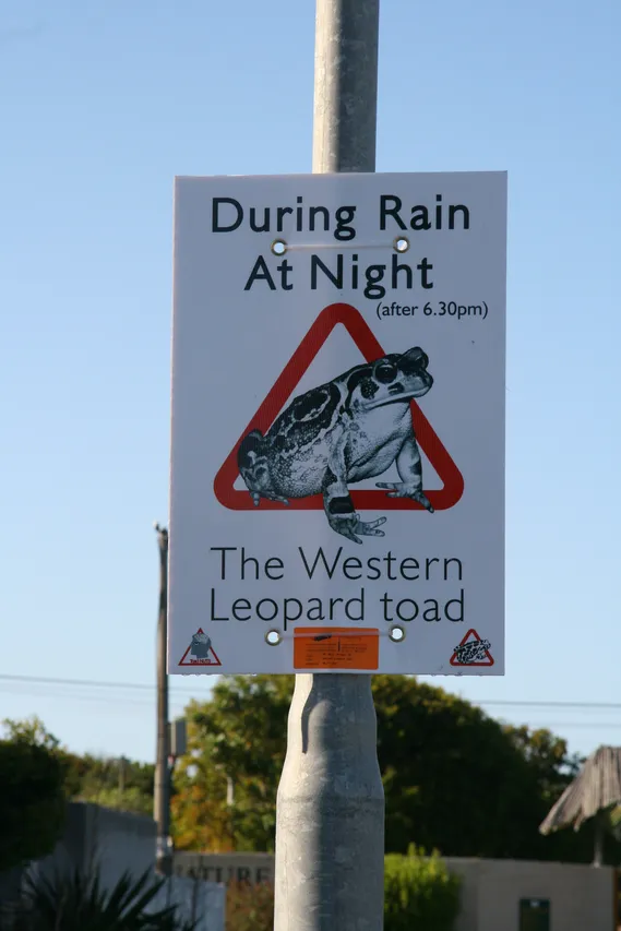 Western leopard toad sign