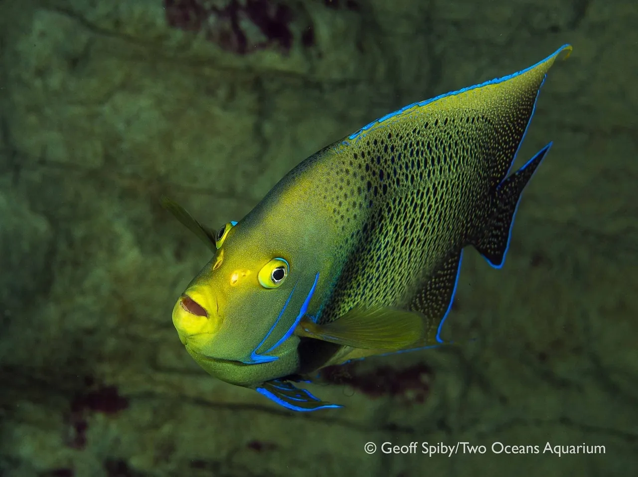 Semicircle angelfish