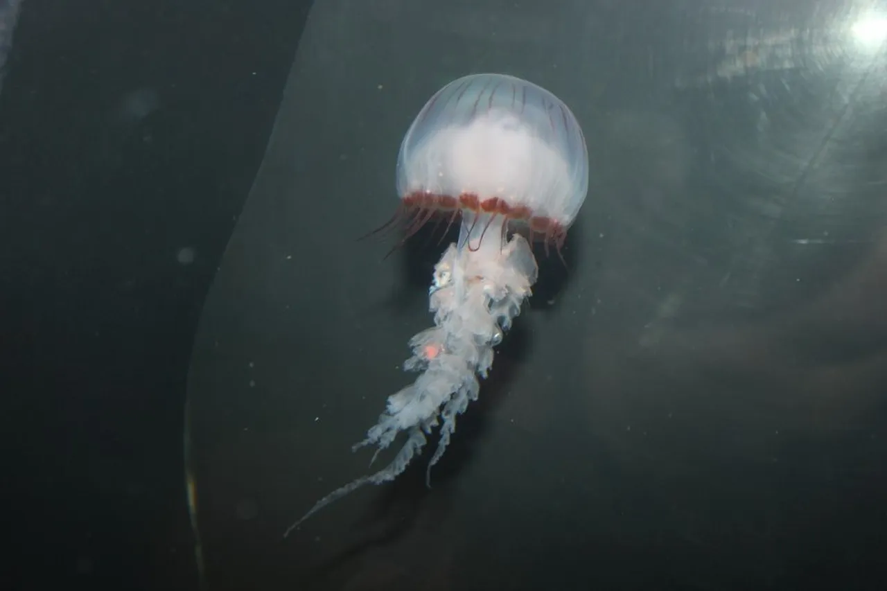 Compass jellyfish fulgida lbarker Custom