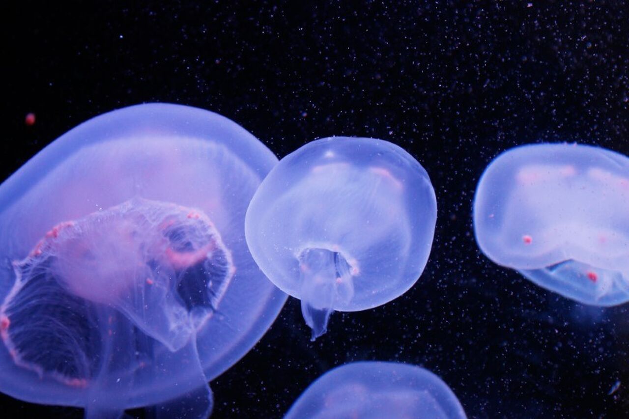 Jellyfish blue Custom