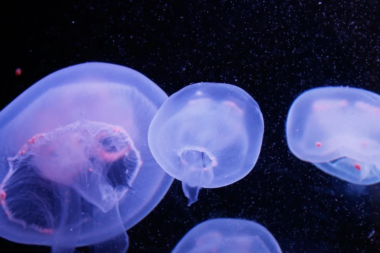 Jellyfish blue Custom