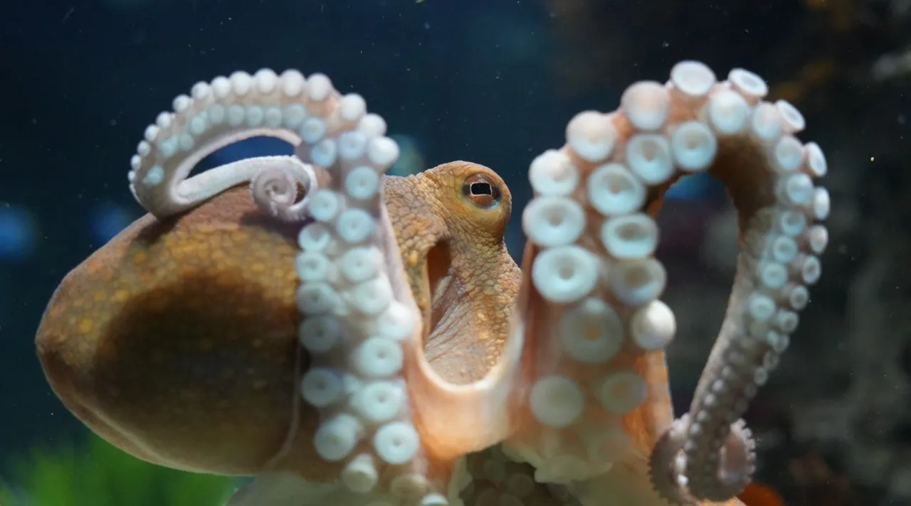 Sea shields: Aquarium animals and their amazing ocean defences