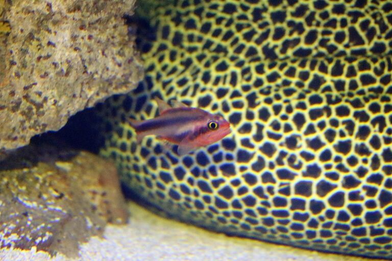 Banded Cardinal Two Oceans Aquarium | Threeband cardinal