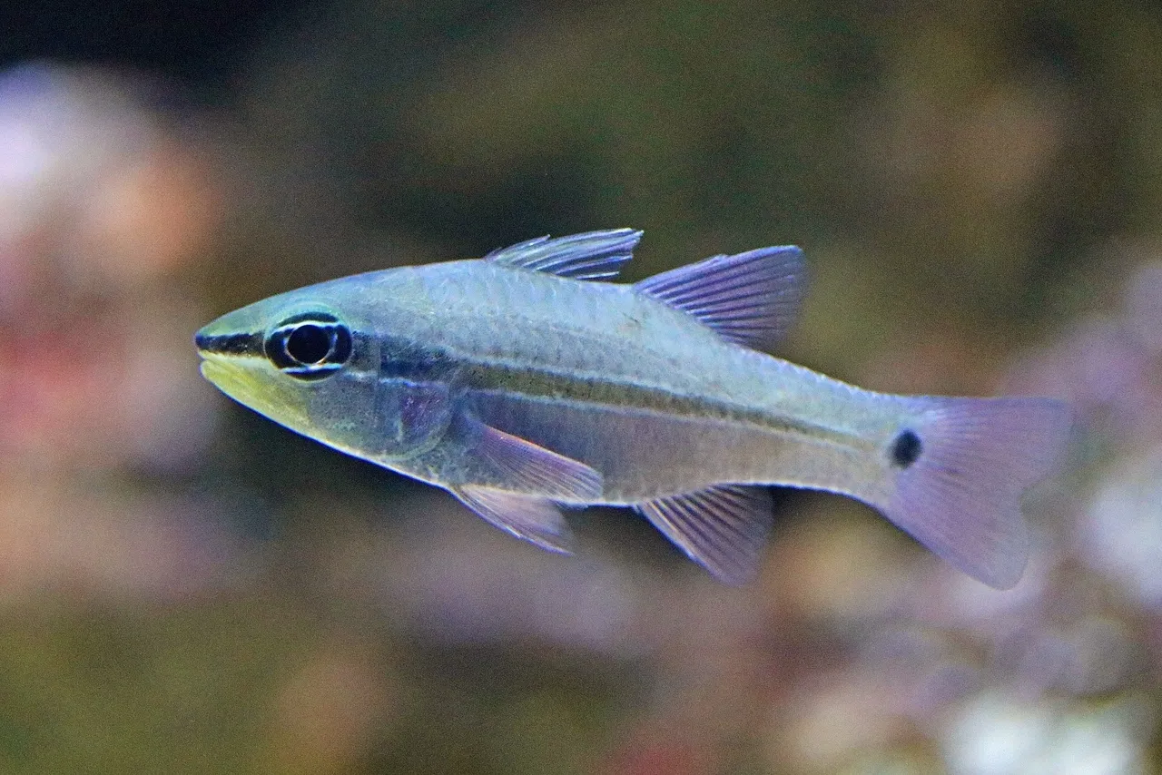 Iridescent cardinalfish