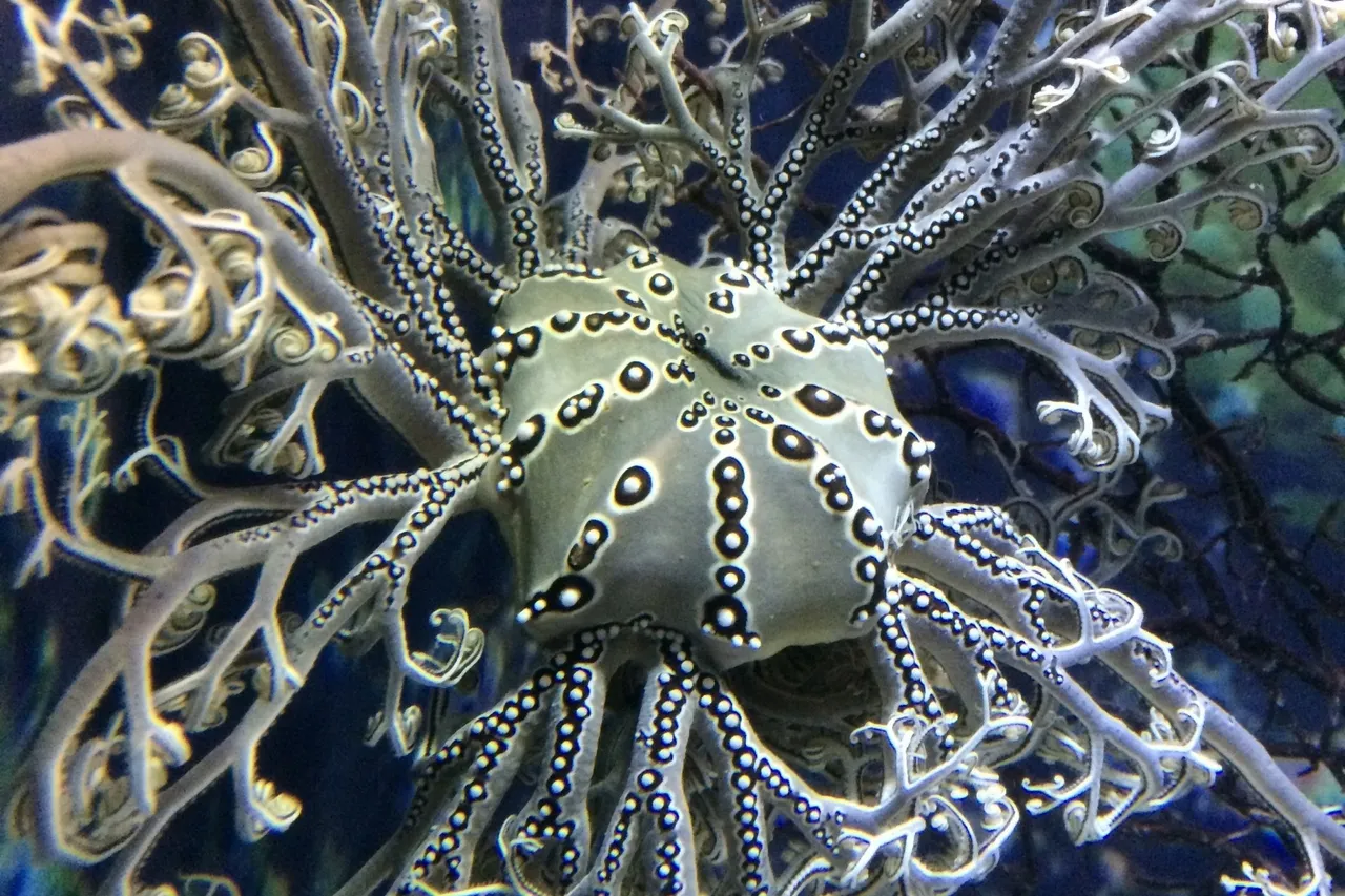 Basket star H Lockhart 2018jpg