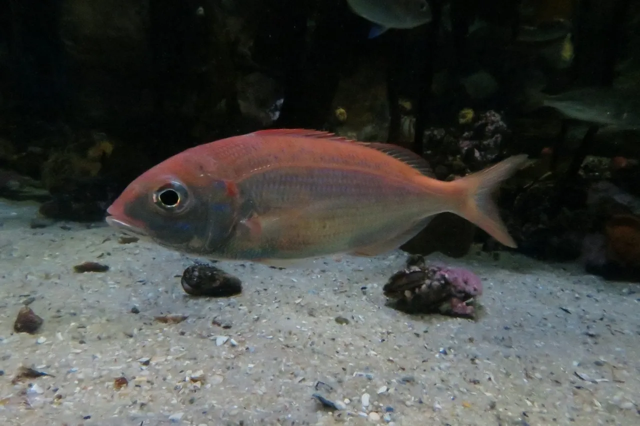 Tjor Tjor Brian Du Preez