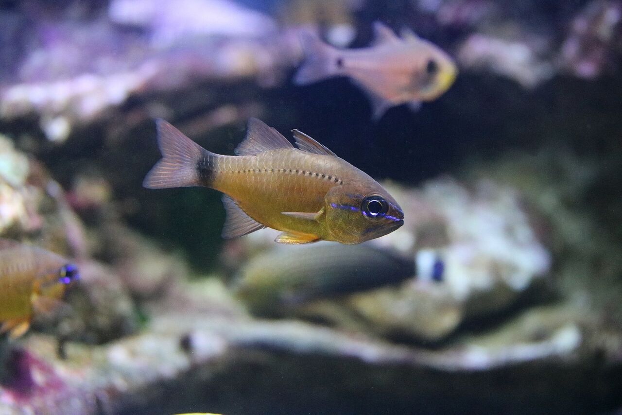Ring-tailed cardinal
