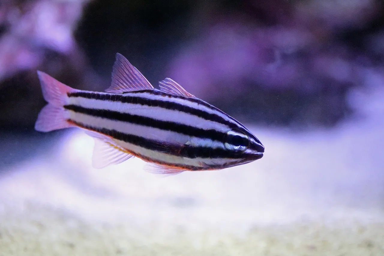 Striped cardinalfish