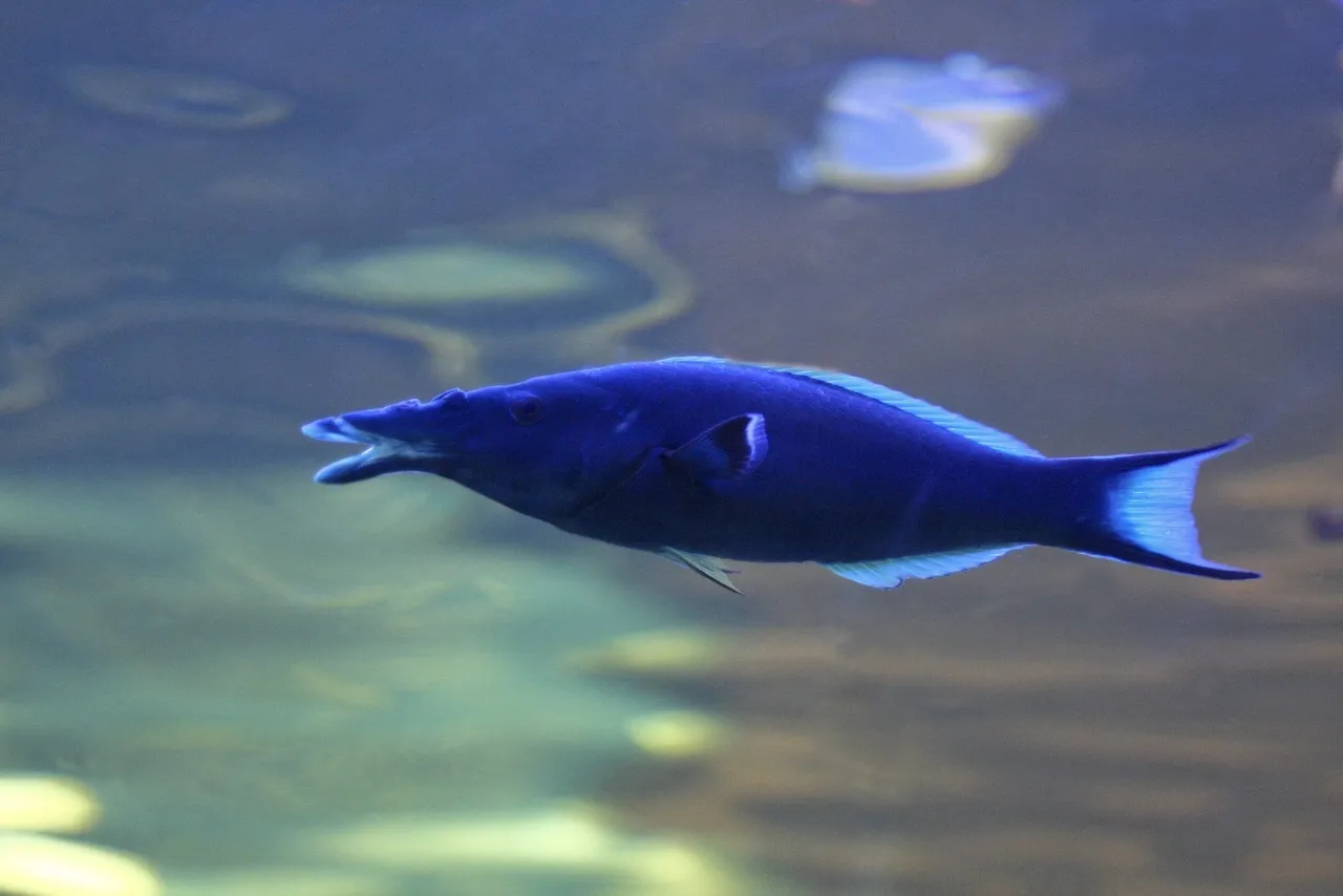 Birdmouth wrasse