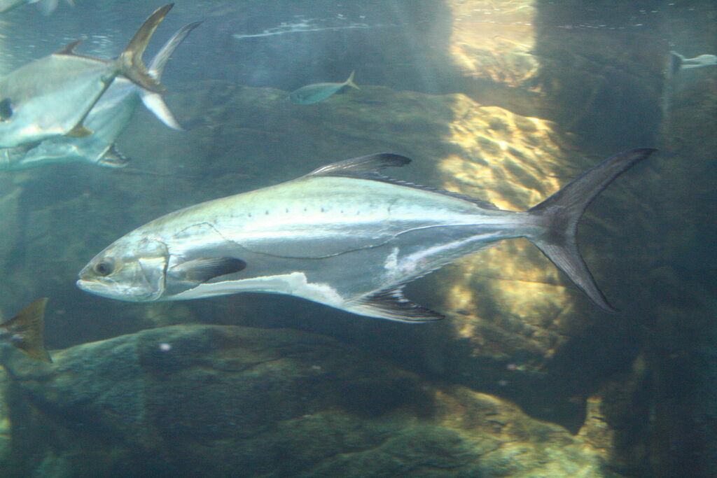 Two Oceans Aquarium | Garrick (leervis)