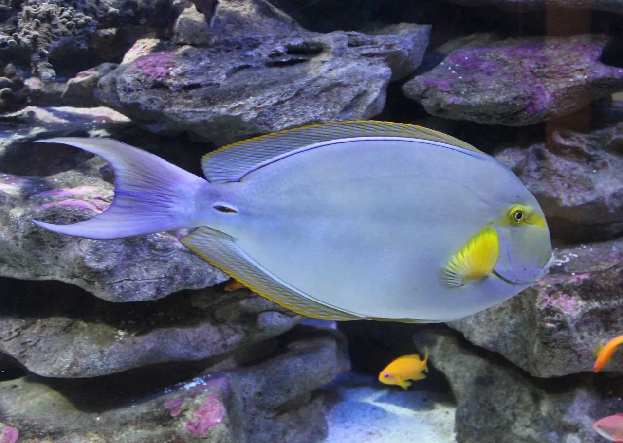 Yellowfin surgeonfish