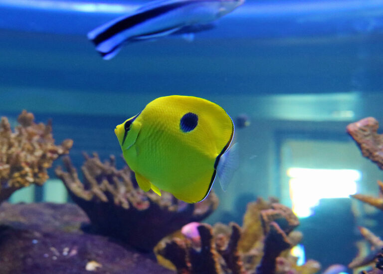 Two Oceans Aquarium | Yellow teardrop butterflyfish