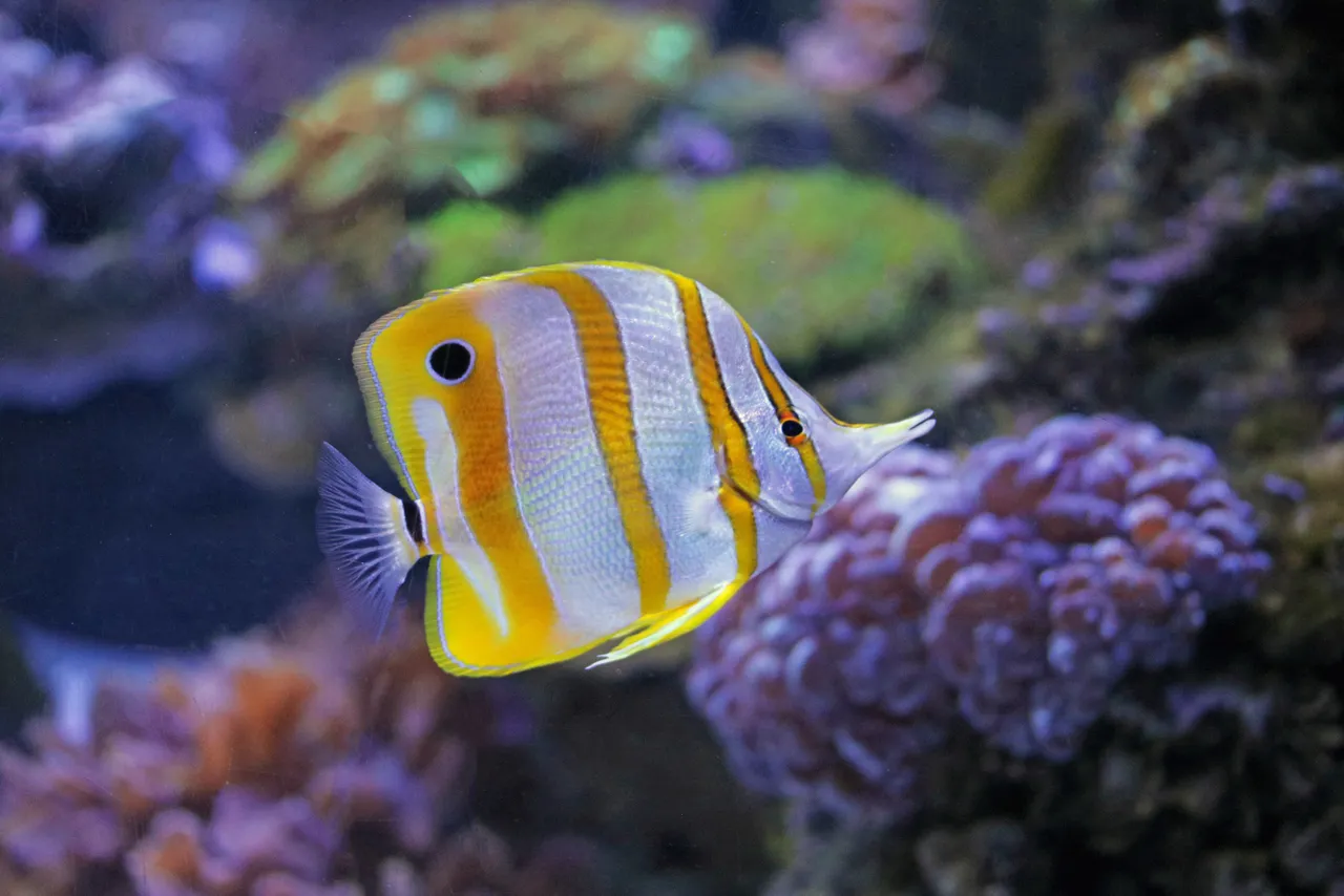 Copperband butterflyfish