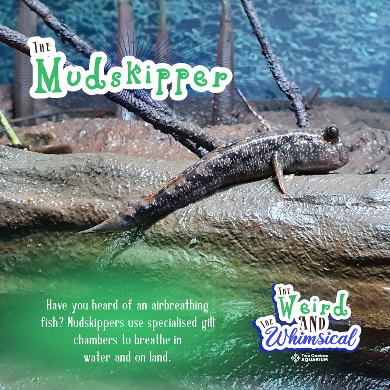 WEIRD WHIMSICAL TOA 2024 SOCIAL SQUARE 4 Medium