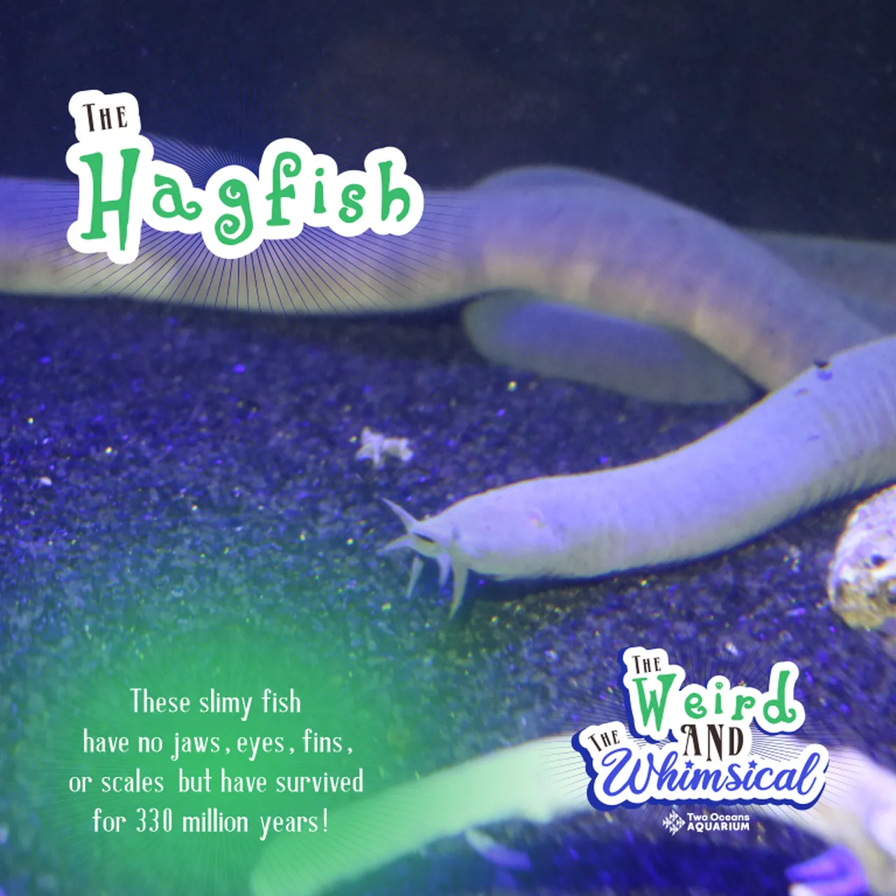 WEIRD WHIMSICAL TOA 2024 SOCIAL SQUARE 2 Medium