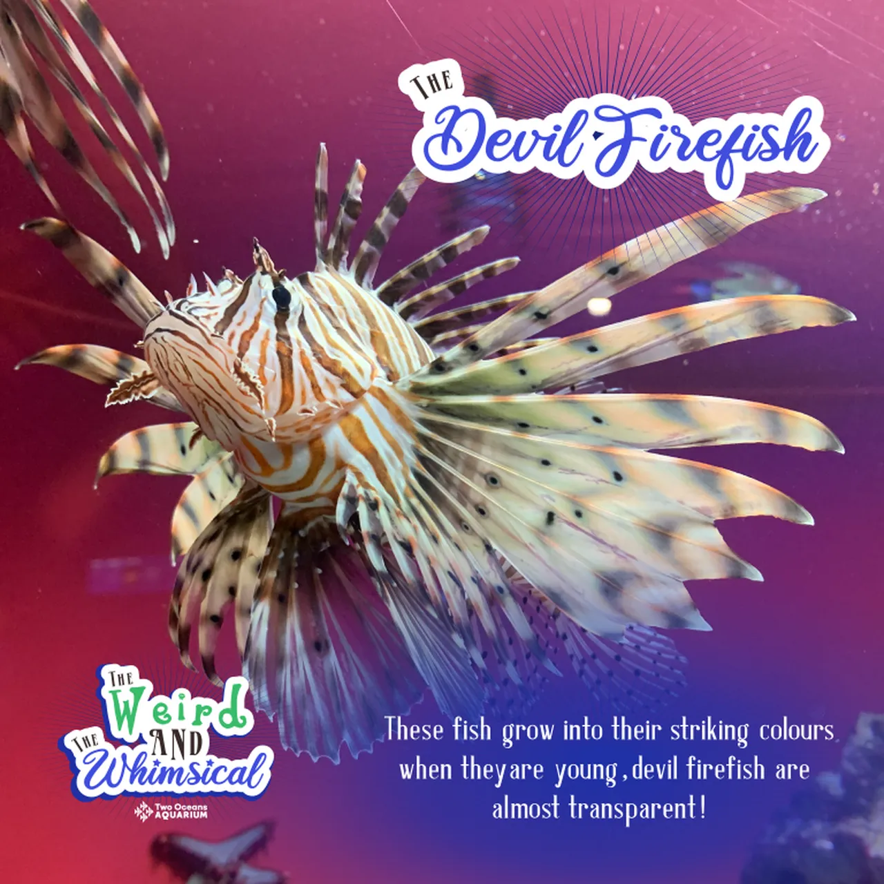 WEIRD WHIMSICAL TOA 2024 SOCIAL SQUARE 5 Medium