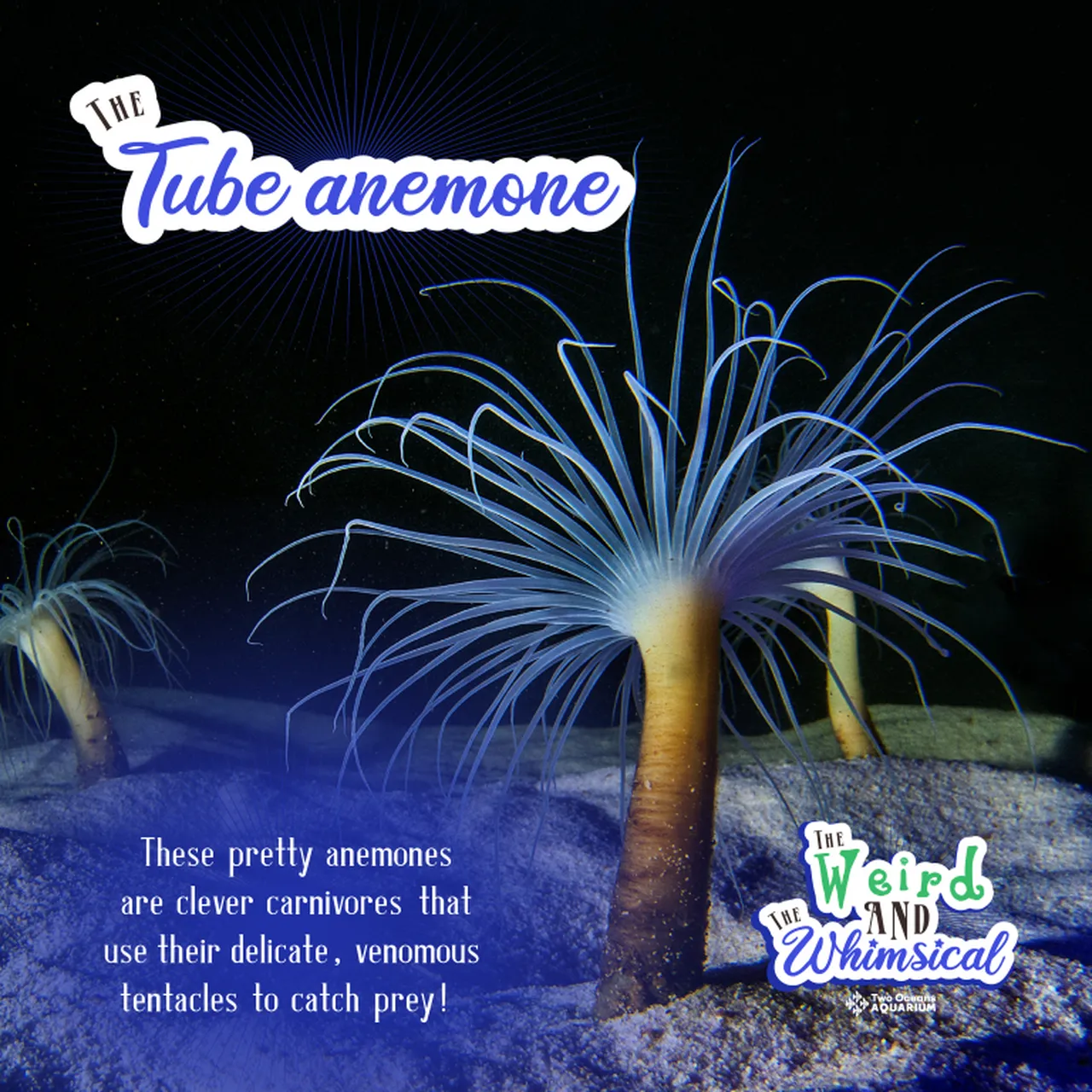 WEIRD WHIMSICAL TOA 2024 SOCIAL SQUARE 6 Medium