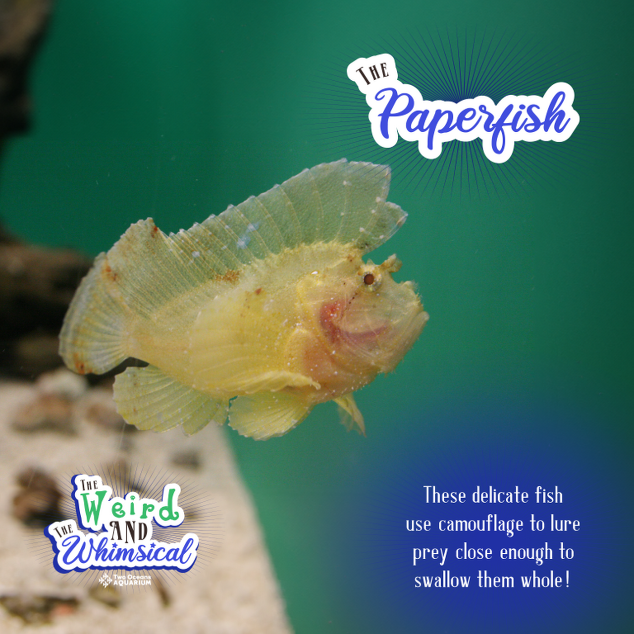 WEIRD WHIMSICAL TOA 2024 SOCIAL SQUARE 7 Medium